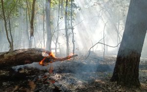 Tűz a Börzsönyben a Tamás-hegyen (2026.08.09.) - 20260809 1 4www 800500